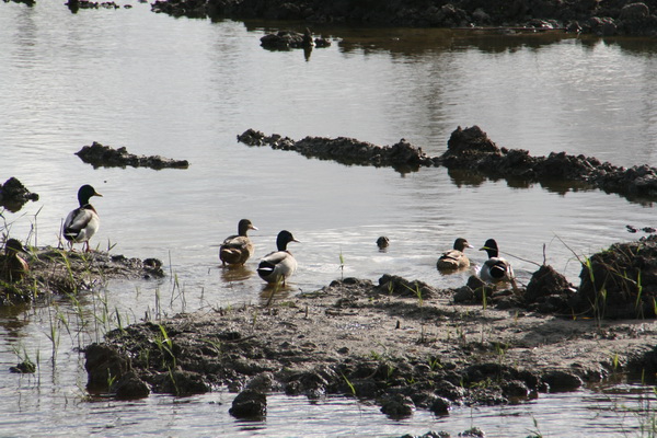 Spel van licht, lucht, water.... Levendige aanwezigheid van eenden...