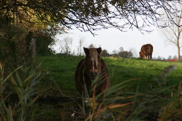 Pony's die van nature stille momenten inlassen, geen yogaworkshops nodig hebben....
