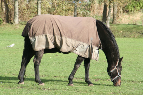 Een van de toegedekte paarden van Piet Bos die zich tijdens het grazen niet laat storen door welke kieker dan ook....