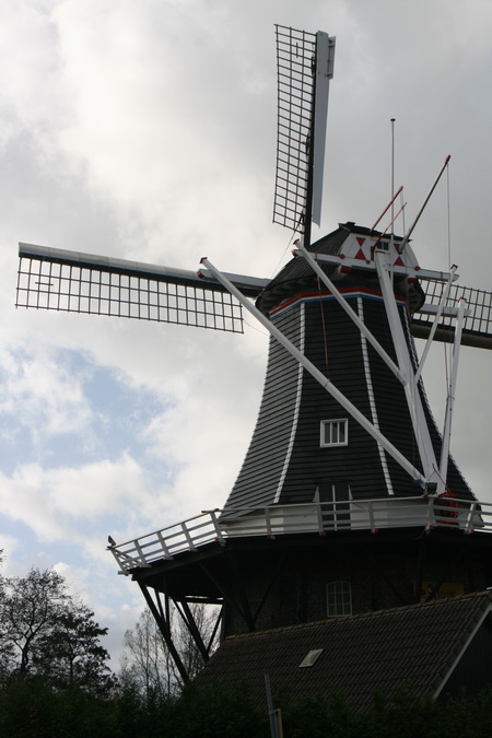 De vertrouwde koren- en pelmolen "Fortuna", een baken, op weg naar huis....